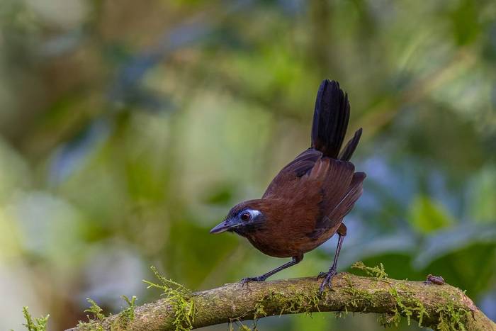 Zeledons Antbird © Francisco Muñoz.jpg