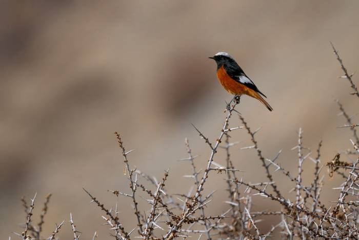 Güldenstädt's Redstart