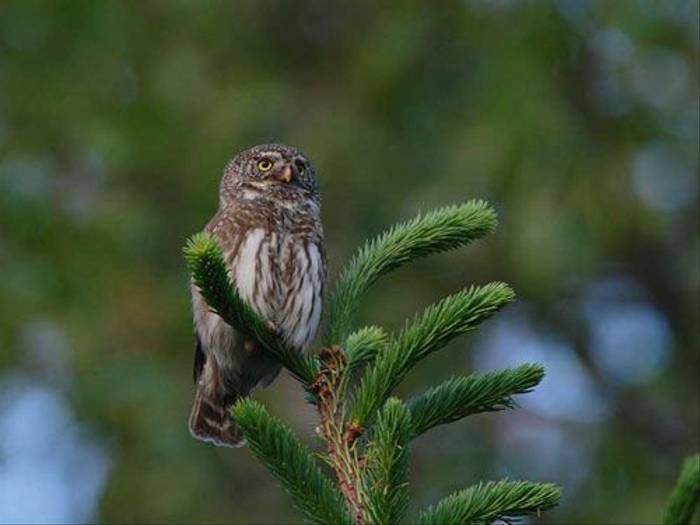 Pygmy Owl (Glyn Sellors)