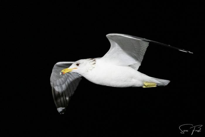 California Gull (Sara Frost).jpg