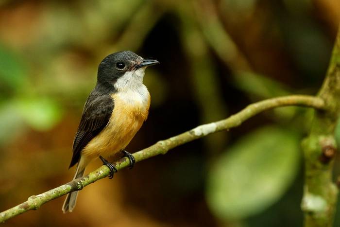 Vanikoro Flycatcher