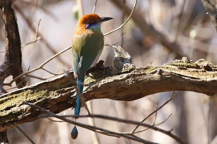 Russet-crowned Motmot, Luca Boscain.JPG