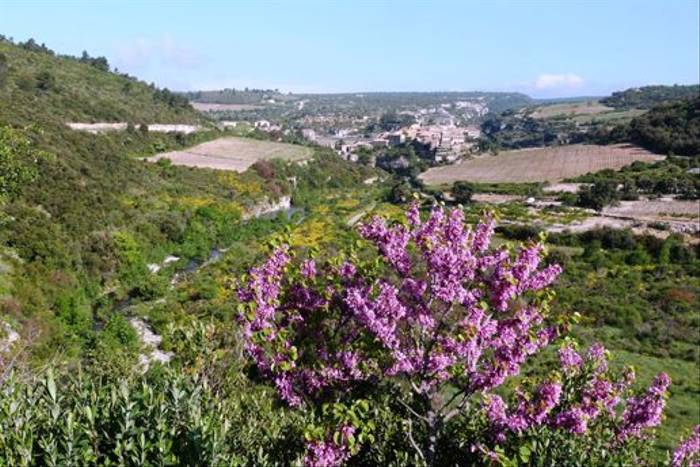 Minerve with Judas tree in foreground