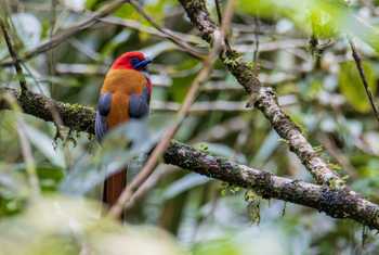 Whitehead's Trogon