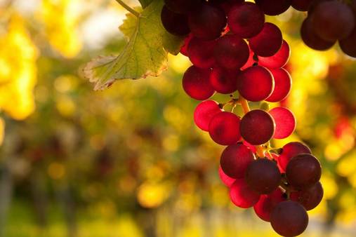 Italy: Piedmont Wine & Walking