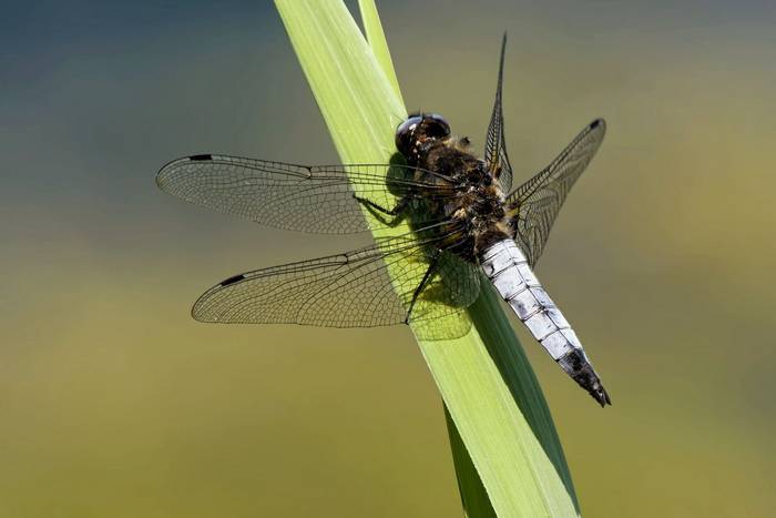 Scarce Chaser