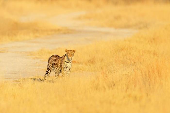 Leopard, Hwange National Park, Zimbabwe shutterstock_1114922948.jpg