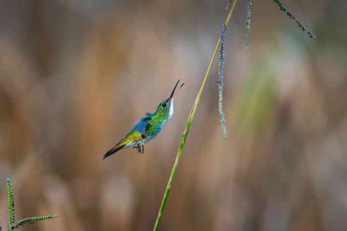 Plain-bellied Emerald © A J Bradshaw, March 2026 tour