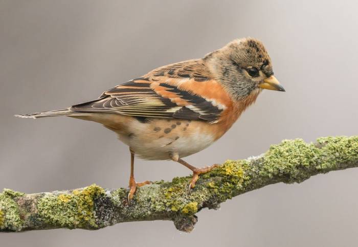 Brambling shutterstock_782101078.jpg