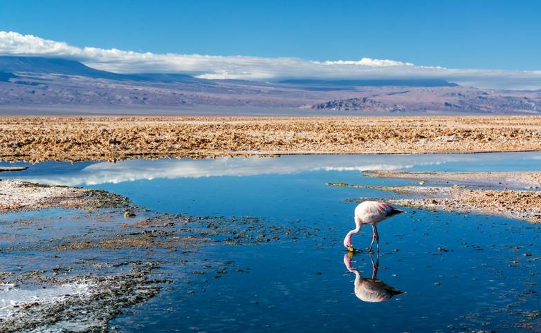 Flamingo in Lake Chaxa