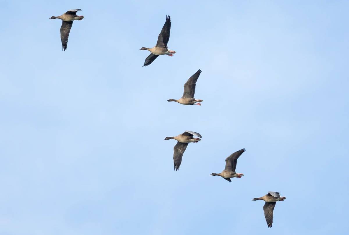 Pink-footed Goose, Yorkshire shutterstock_343452314.jpg