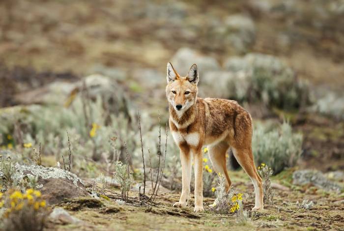 Ethiopian Wolf