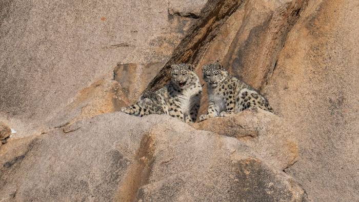 Snow Leopard Cubs (Soaring Expeditions)