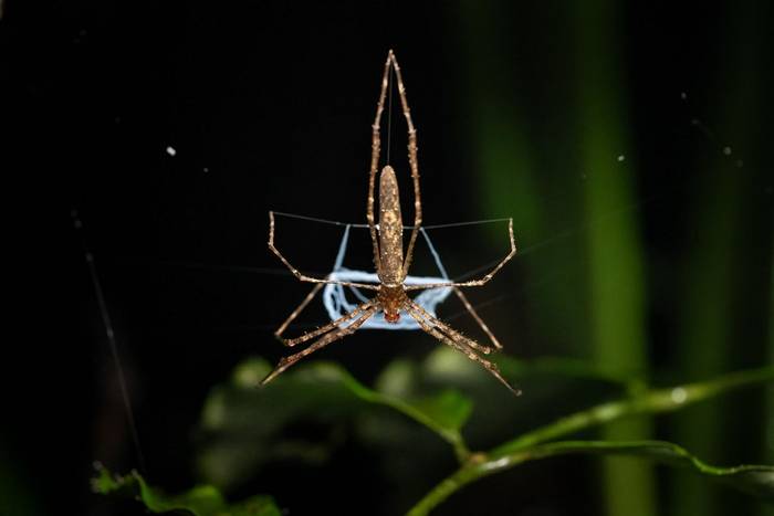 Net-casting Spider © A J Bradshaw, March 2026 tour