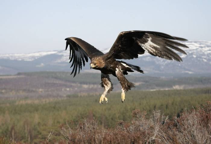 Golden eagle (Aquila chrysaetos) sub-adult female in flight, Cairngorms National Park, Scotland.