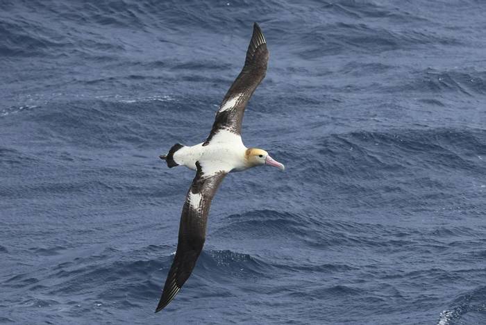 Short-tailed Albatross (Matt Eade).jpg