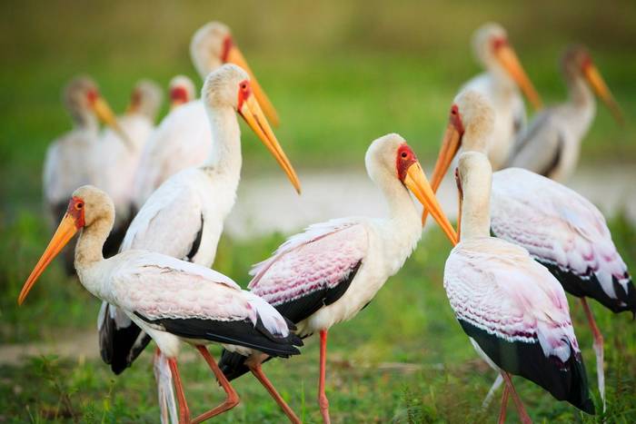 Yellow-billed Stork, Liwonde National Park, Malawi shutterstock_1098821021.jpg