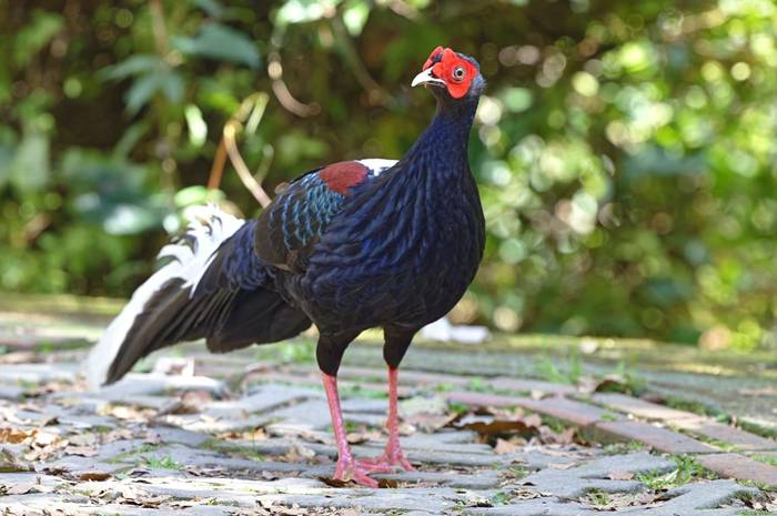 Swinhoes Pheasant © participant Alex Kozlenkov, March 2025