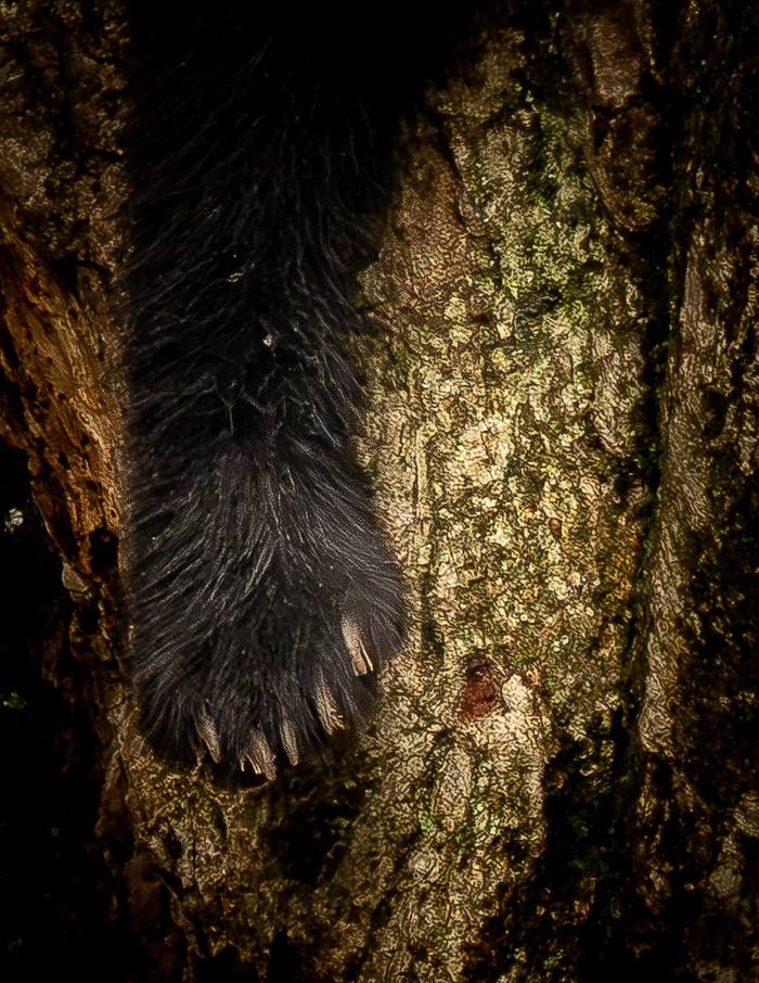 Spectacled Bear © Francisco Muñoz (19).jpg