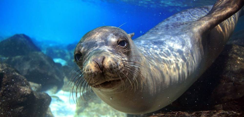 Galápagos & Ecuador experience