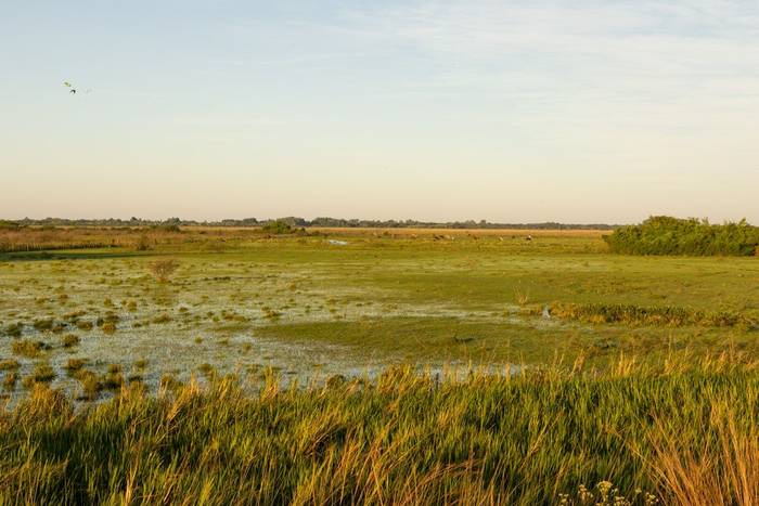 Humid Chaco © James Warren, May 2026.jpg