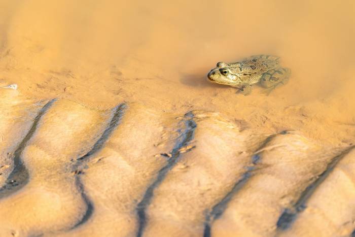 North African Pond Frog © Adam Court, March 2026 tour