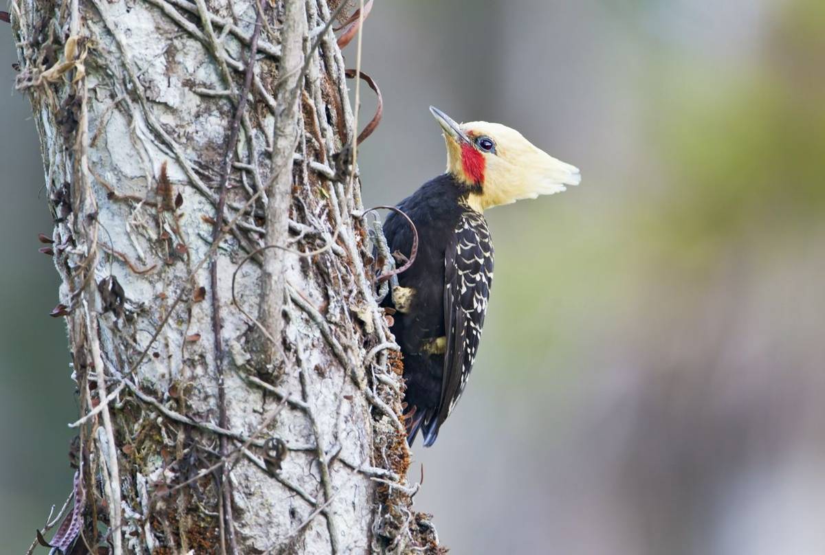 Blonde-crested Woodpecker