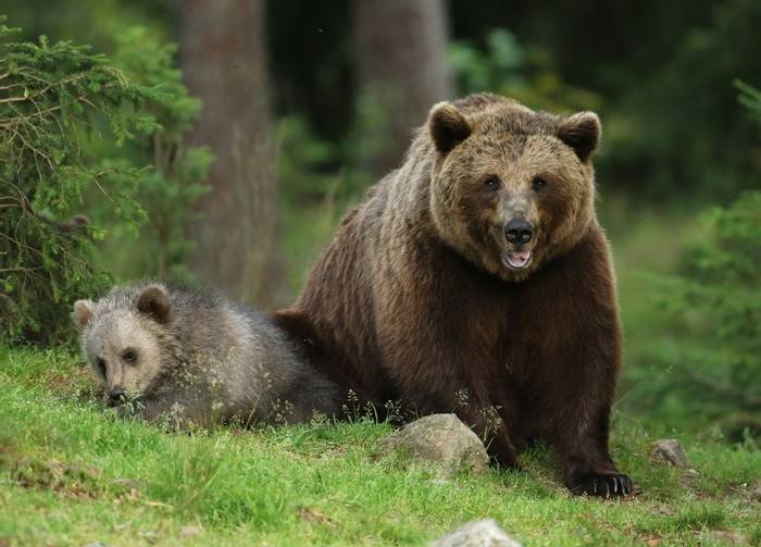 Brown Bear and Cub (Jonathan Mercer)