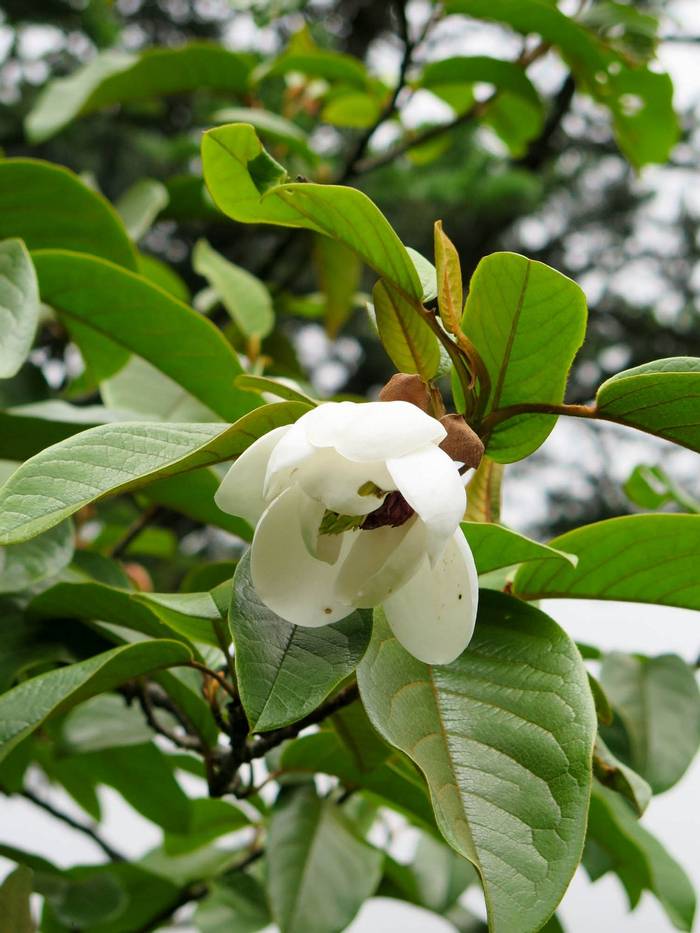 Magnolia globosa.jpg