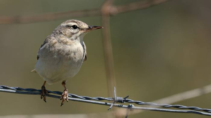 Tawny Pipit (Simon Tonkin).jpg