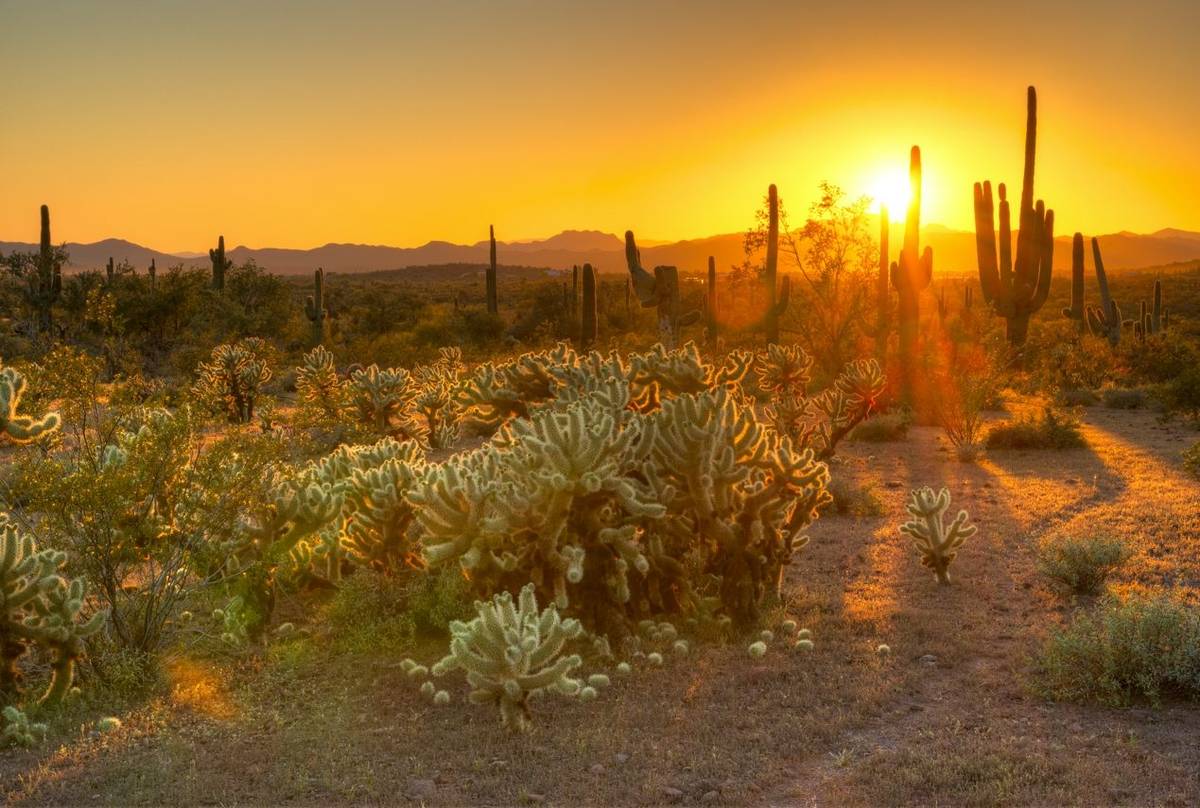 The Reptiles & Amphibians of Arizona's Sonoran and Chihuahuan Deserts ...