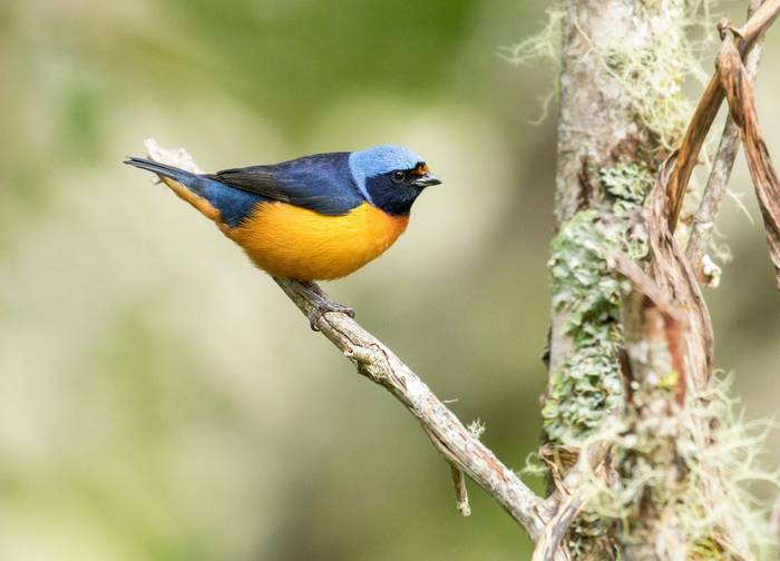 Elegant Euphonia, Mexico shutterstock_1908490585.jpg