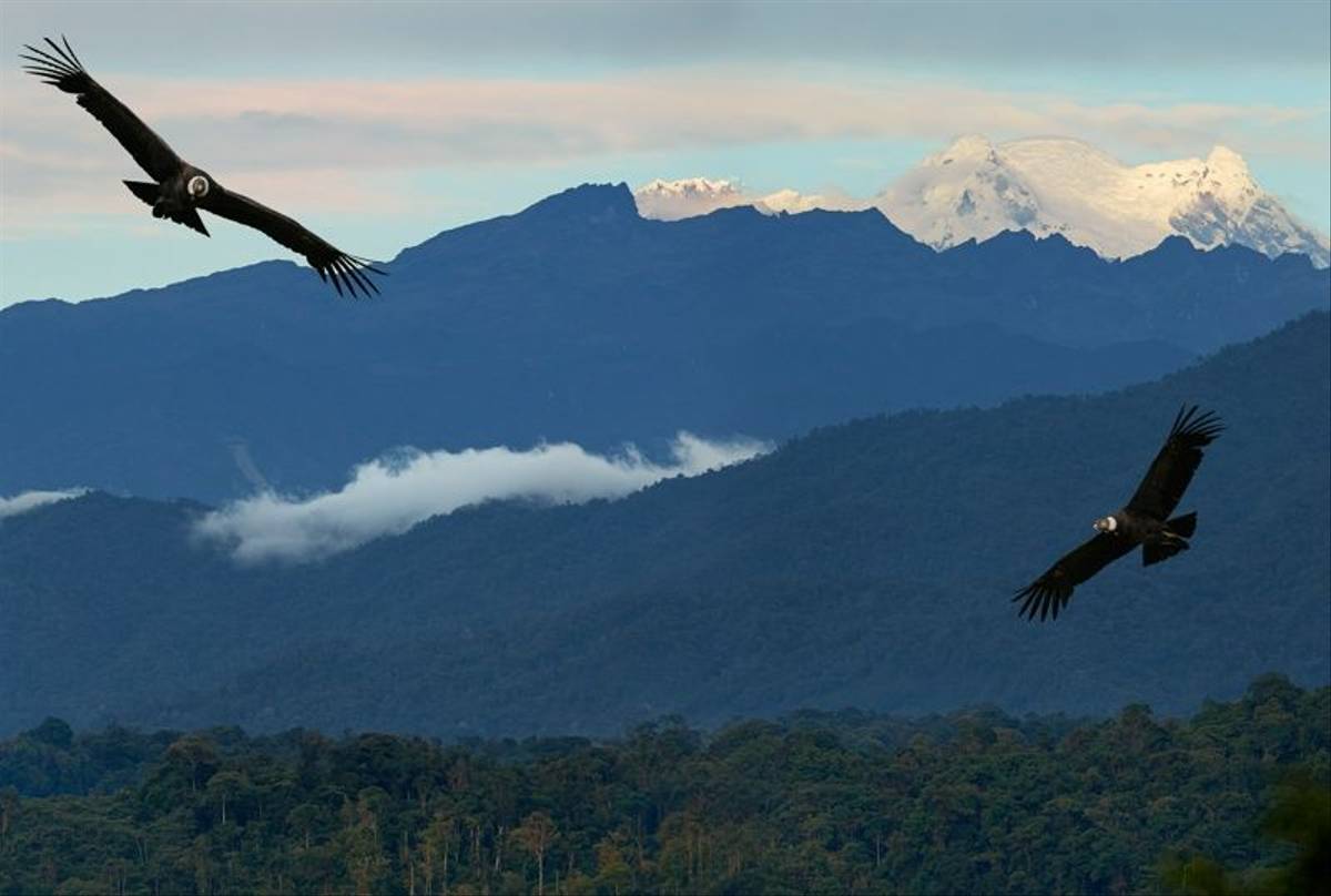 Condors, Antisana, Ecuador Shutterstock 569240677