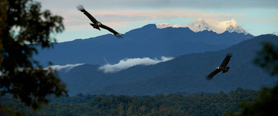 Condors, Antisana, Ecuador Shutterstock 569240677
