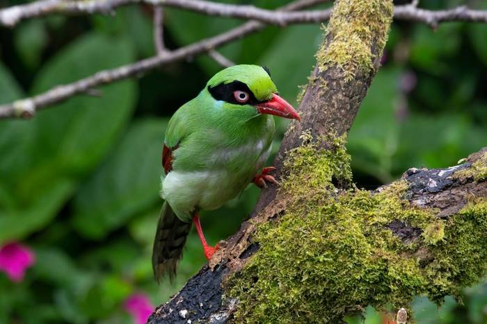 Bornean Green Magpie