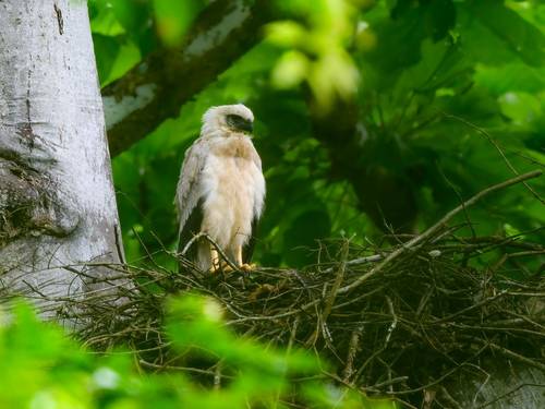Raptor Alert: A New Crested Eagle Nest!