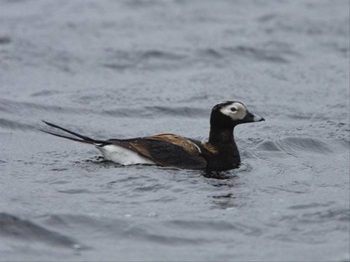 Long-tailed Duck (Glyn Sellors)