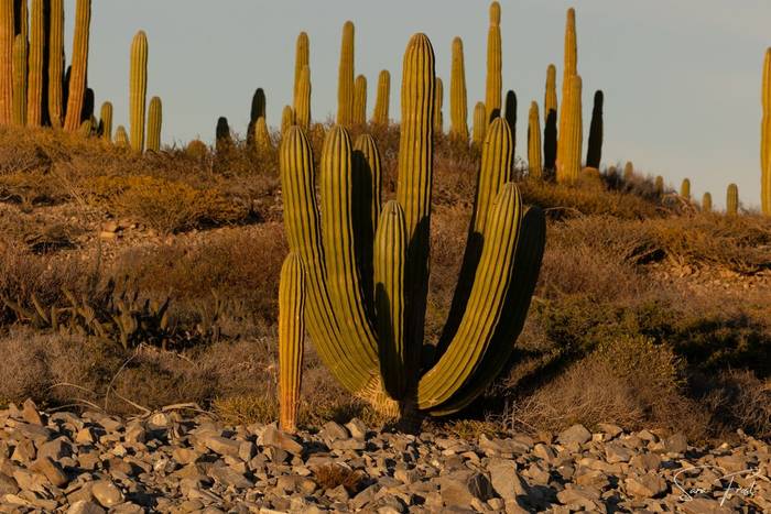 Cacti, Sea of Cortez (Sara Frost).jpg