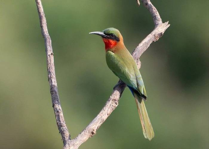 Red-throated Bee-eater, Ian Curran.jpg