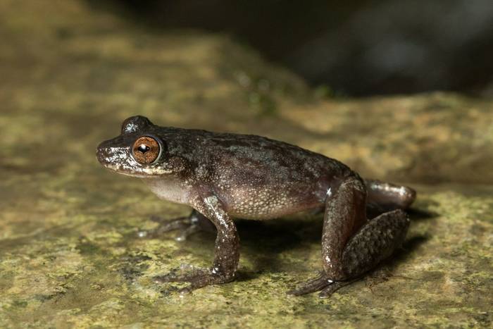 Common Mistfrog (Mosleyia rheocola)