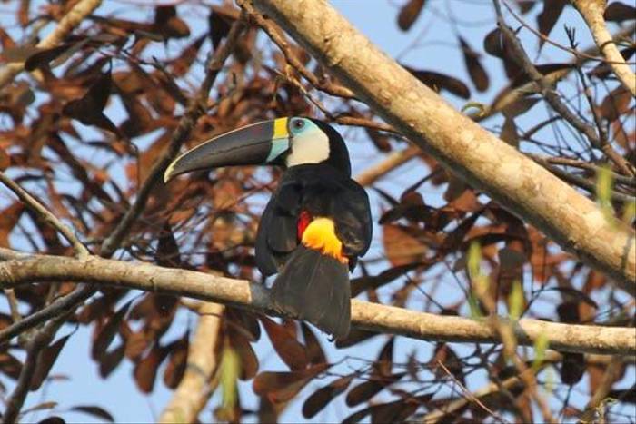 White-throated Toucan (Roger Wasley)