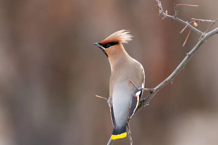 Bohemian Waxwing shutterstock_1691500786.jpg