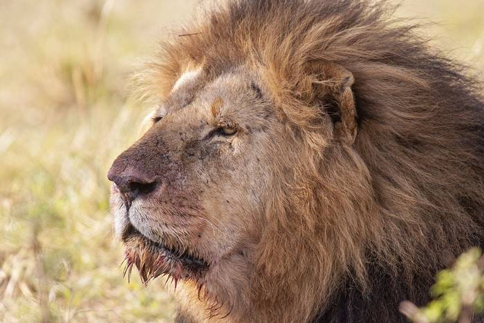 Lion by Kevin Elsby.jpg