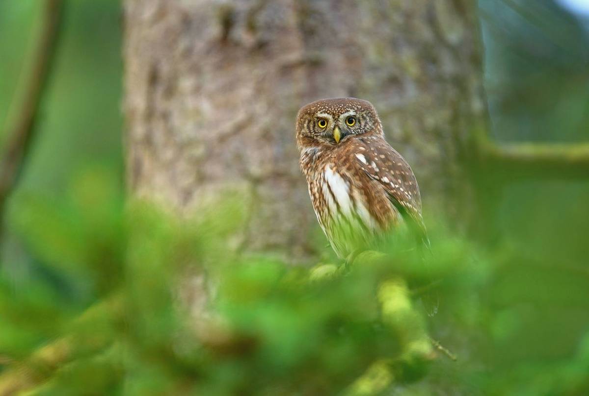 Pygmy Owl Shutterstock 369280469