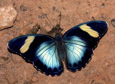 Ghana - The Butterflies of West Africa