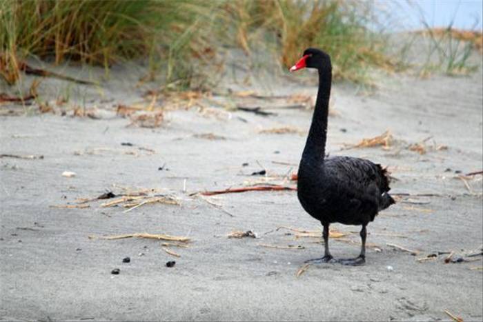 Black Swan (Andrew Rest)