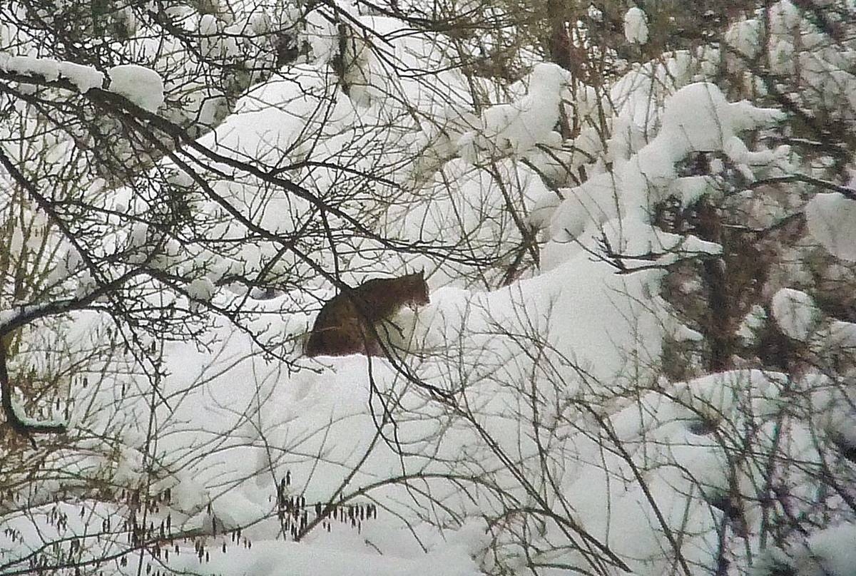 Daytime Lynx sighting