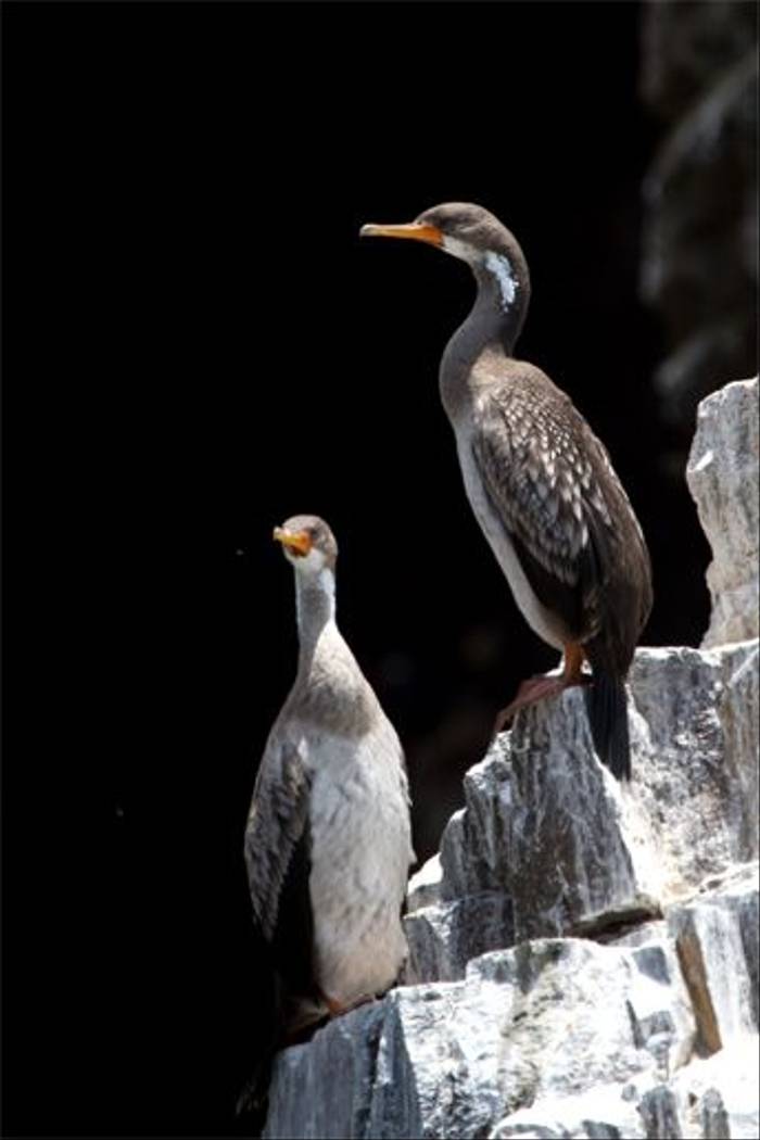 Red-legged Cormorant (Mike and Karen Galtry)