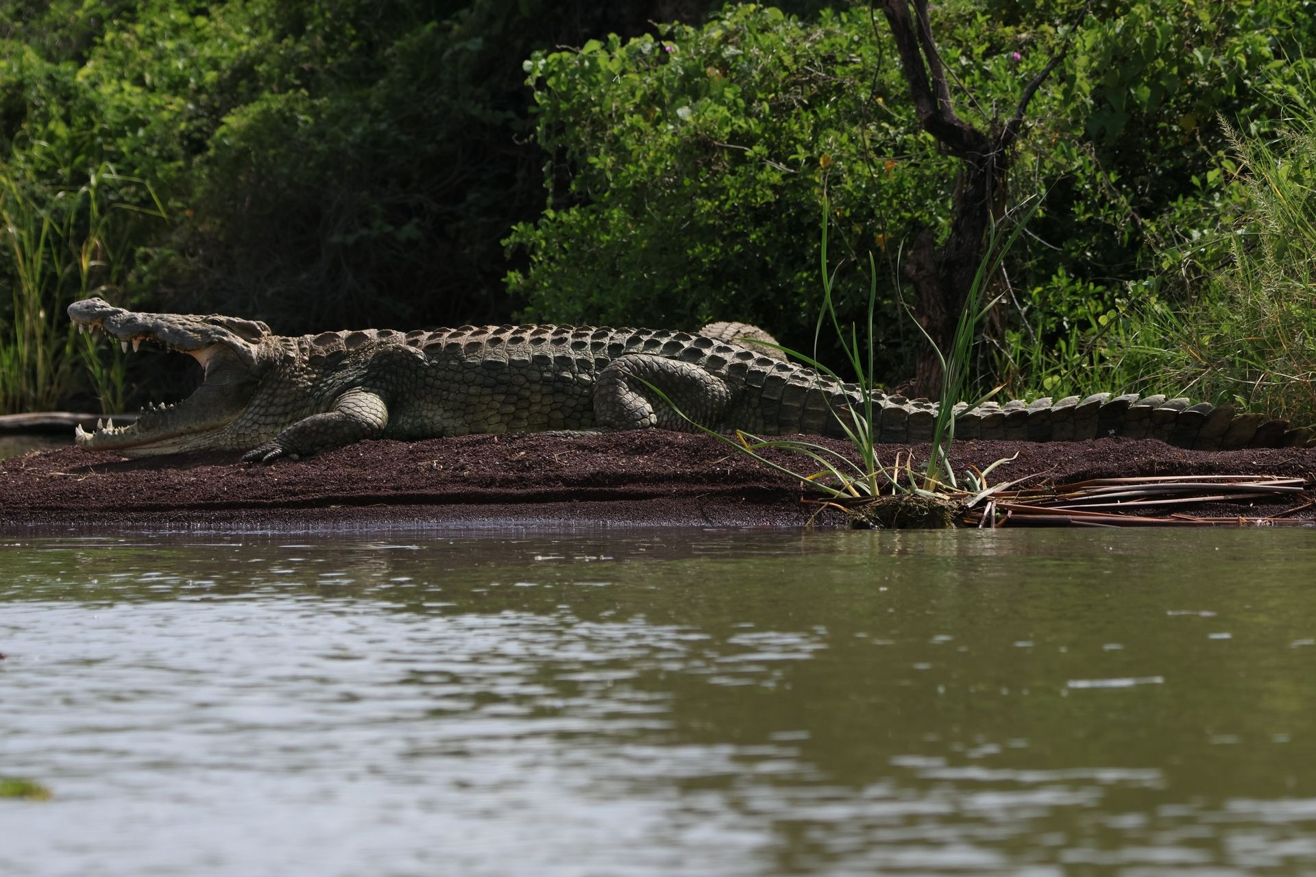 Nile Crocodile Image