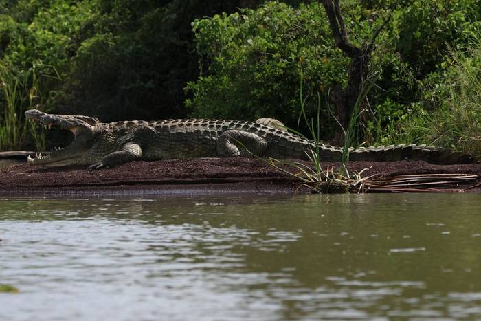 Nile Crocodile © Tim Young, November 2025 tour.JPG